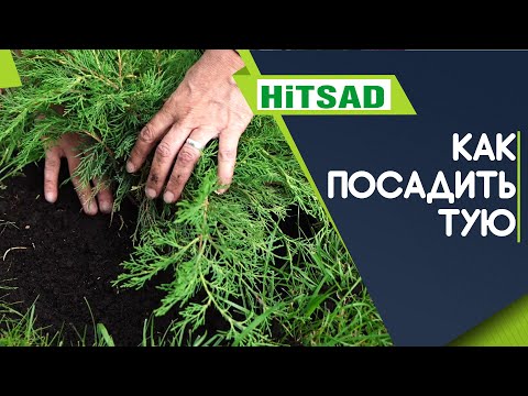 ПРАВИЛЬНАЯ посадка Туи ✔️ Уход за хвойными после посадки
