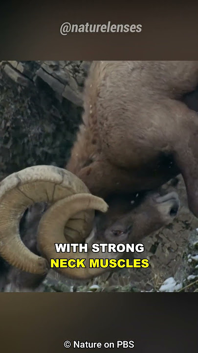 Why Do Rams Headbutt?