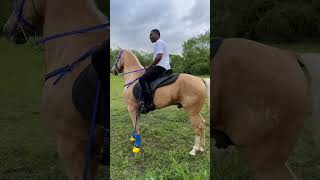 Come get this horse!!! #comedy