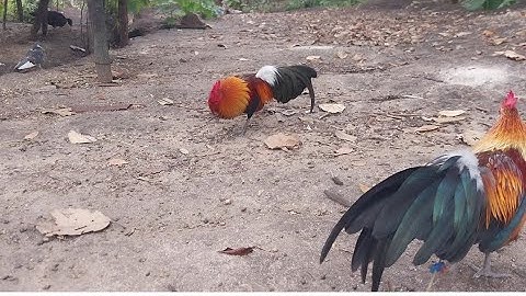 Coj nej los saib kuv tus lau qaib F1 yuav npaj mu dib nyob rau xyoo no nawb