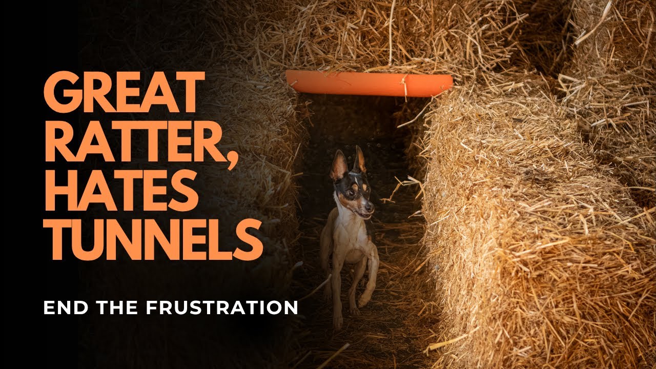 Does your dog refuse Barn Hunt Tunnels because RATS? - YouTube