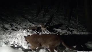 Panthera Teton Cougar Project: Male visits female and 3 month kitten at her kill