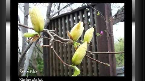 PPS  No 55=Huongkieuloan  Magnolia version2 music Once upon a time PW     Copy 2