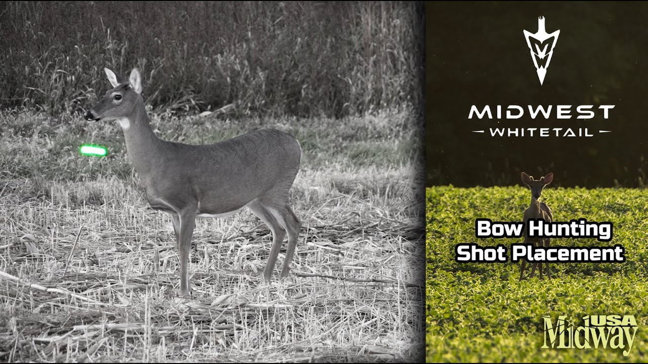 Where To Shoot A Deer Bow Hunting Shot Placement Midwest Whitetail where-to-shoot-a-deer-bow-hunting-shot-placement-midwest-whitetail