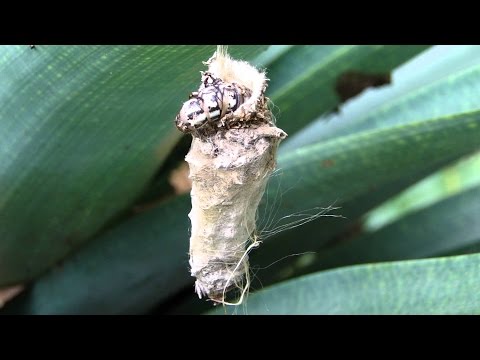 Vídeo: Atraente Lagarta-do-casulo