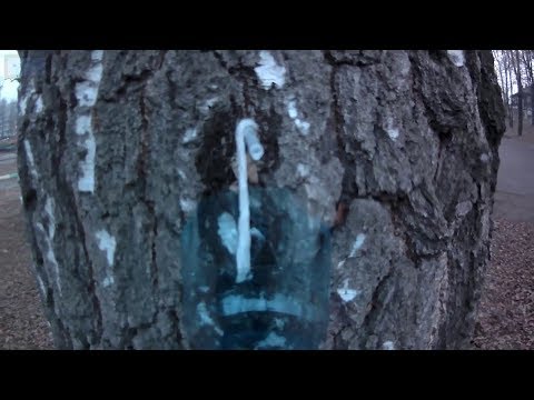 Video: Кайың ширеси агат
