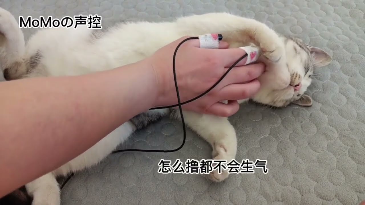 5 Cute Cat ASMR Compilations YouTube