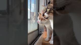 о чём думают коты  когда  смотрят в окно.