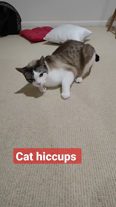 cat hiccups. the vet said this is how cat doing hiccups. cat hiccup sound. #cat #hiccups