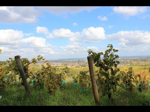 à la découverte des vins de Marsannay