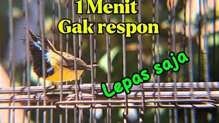 Pancingan SOGON agar cepat EMOSI dan cepat bunyi, SOGON Gacor ngeleper narung