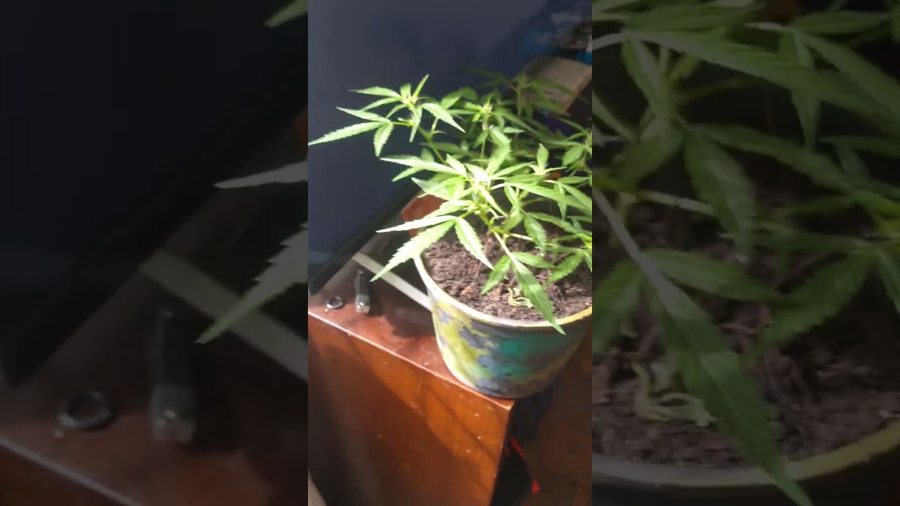 evolução ruderalis medicinal 1 semana de floração