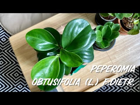 เปปเปอร์โรเมียหยก | Peperomia obtusifolia (L.) F.Dietr.