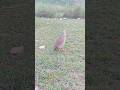 Desi Jungle Teetar Voice HD#desibirds #junglebirds #teetarkiawaz #wildlifevideo #viralvideo