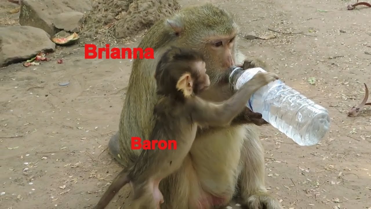 Brianna And Golden Baby Monkey Baron Very Thirsty Drink Water A Lot, Monkey Thirsty At Afternoon
