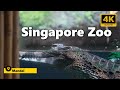 🦁Singapore Zoo Mandai Tour 🐒 | Must-Visit Wildlife Park #singaporezoo #zoo #singapore 🦒