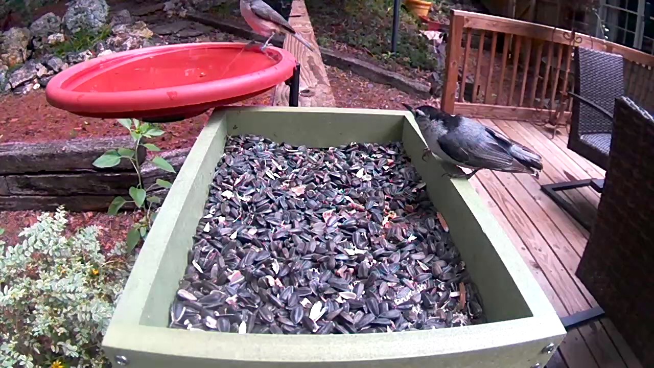 Cardinal, Nuthatch, Titmouse 