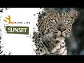 SafariLIVE Sunset Repeat 17 March 2026