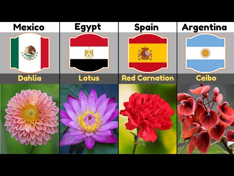 National Flower From Different Countries | National Flowers List