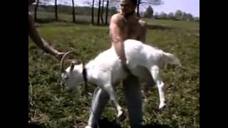Кавказцы тренируются на козах