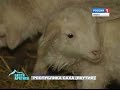 Супер-овцы по якутски. Ученые вывели новый вид овечек – овчубуков