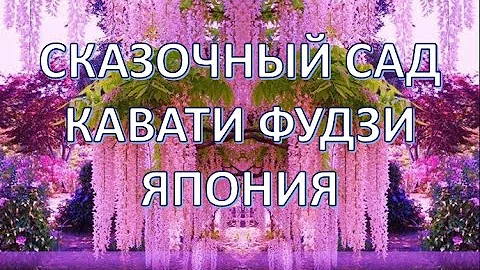 Кавати Фудзи,Япония | Сад сказочных цветов | Цветочный Тоннель Глициний | Путешествуем!
