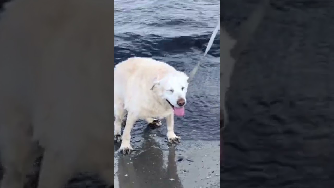 LABRADOR LAILA (15 ANNI ) FA LA CACCA AL MARE 😂 