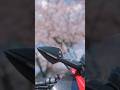 【予告編】美味しいごはんとパワースポットで満たされる一日 南足柄ツーリング【S1000RR モトブログ】