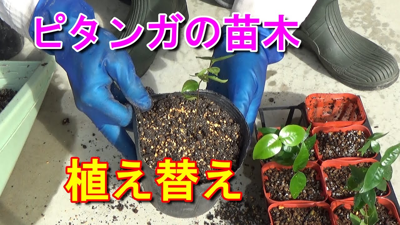 家庭菜園】ピタンガの苗木を植え替え - YouTube