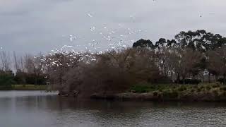 Las garzas de Entre Ríos