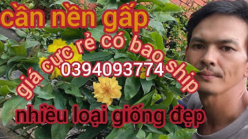MAI VÀNG GIÁ RẺ TẠI VƯỜN ☎️📞0394093774
