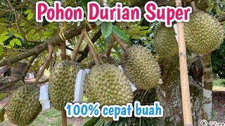 tutorial cara membedakan jenis Pohon durian cepat buah || musangking || bawor || duri hitam
