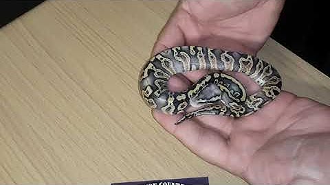 CCR- UPDATE to ball python Clutch #20: Pastel GHI to a Pewter Leopard