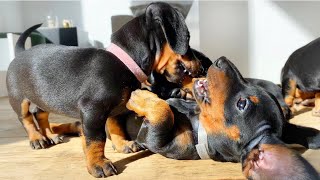 6 playing dachshund puppies