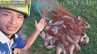 Quăng chài dù 2m1 bắt 10kg cá trong 1 lượt duy nhất