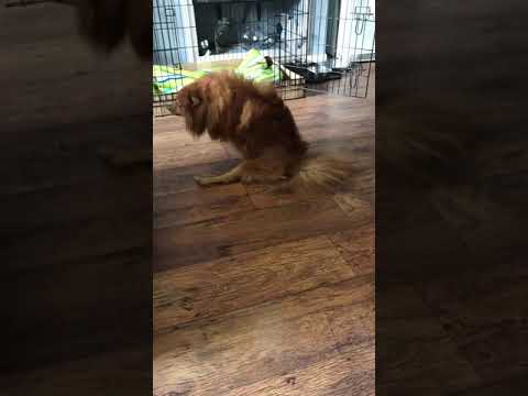 Footage of my dog not been able to walk on it’s back legs