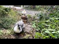 お庭の滞在時間が短すぎるアヒル探検隊。The Duck Explorer Squad Whose Yard Time Is Way Too Short