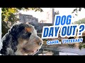 Is This the Best Dog-Friendly Day Out in Ireland? 🐶🏰