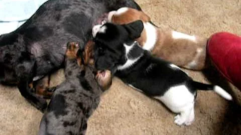 Video 11305611: munchkin kitten, kitten big, kitten show