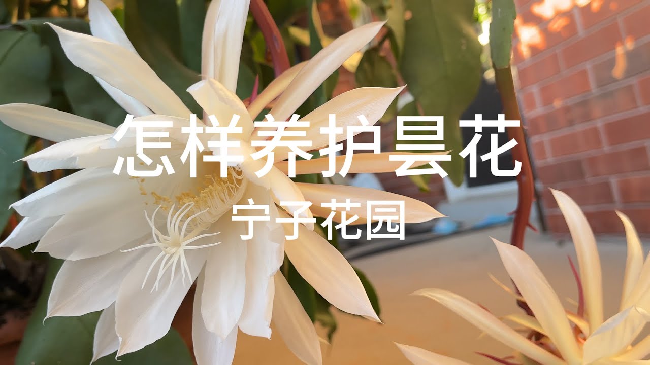 怎样养护昙花I How to care for Epiphyllum - YouTube