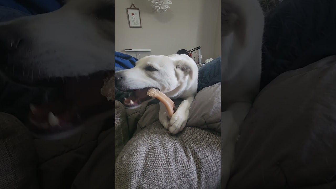 Doggy bad breath 👃🤮 