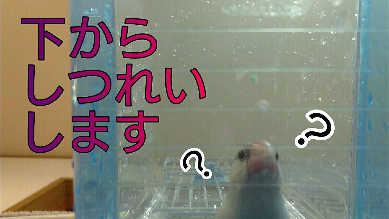 皆 それぞれの遊び方 文鳥 コザクラインコ Youtube 皆 それぞれの遊び方 文鳥 コザクラインコ Youtube