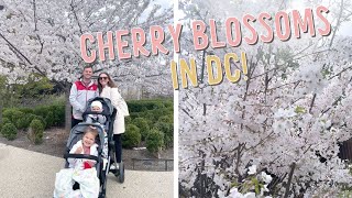 cherry blossom festival in dc (2022) + trying authentic japanese snacks! | DITL VLOG | KAYLA BUELL