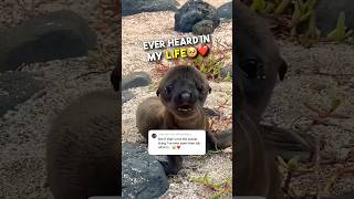 This Baby Sea Lion Just Wanted a Friend ❤️