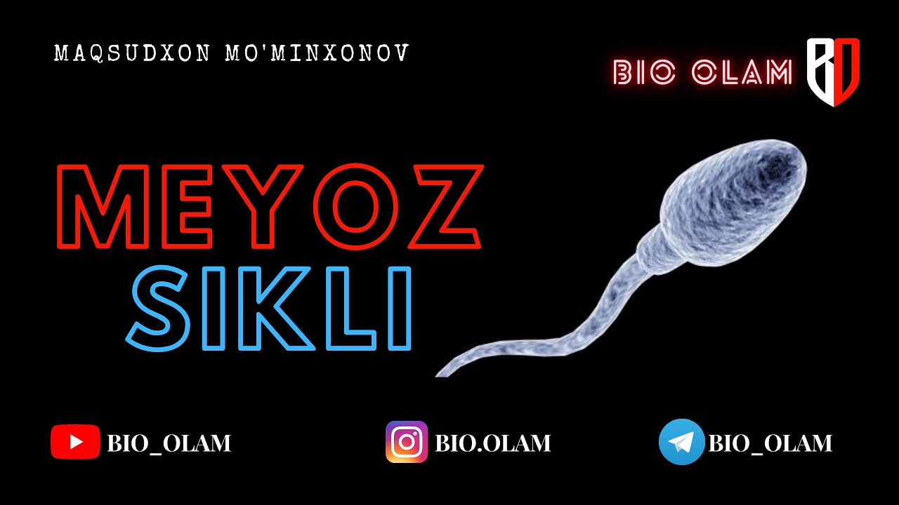 MEYOZ SIKLI | @Maqsudxon_Mominxonov