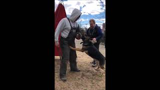 Bite Work Compilation Of Ipo Style Protection Training