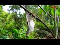 Pikat Cendet Macan Pakai Suara Pikat Semua Burung Master Pikat Mp3 - Mp4 Download