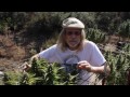Jorge Cervantes: VARIETIES - Kush, Mr. Nice, Blackberry from Lake County Outdoor (Part 4)