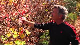The Peninsula's Best: Door County Fall Colors