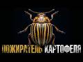 Как колорадский жук захватил СССР. Самое недооценённое насекомое в мире живёт у вас на картошке